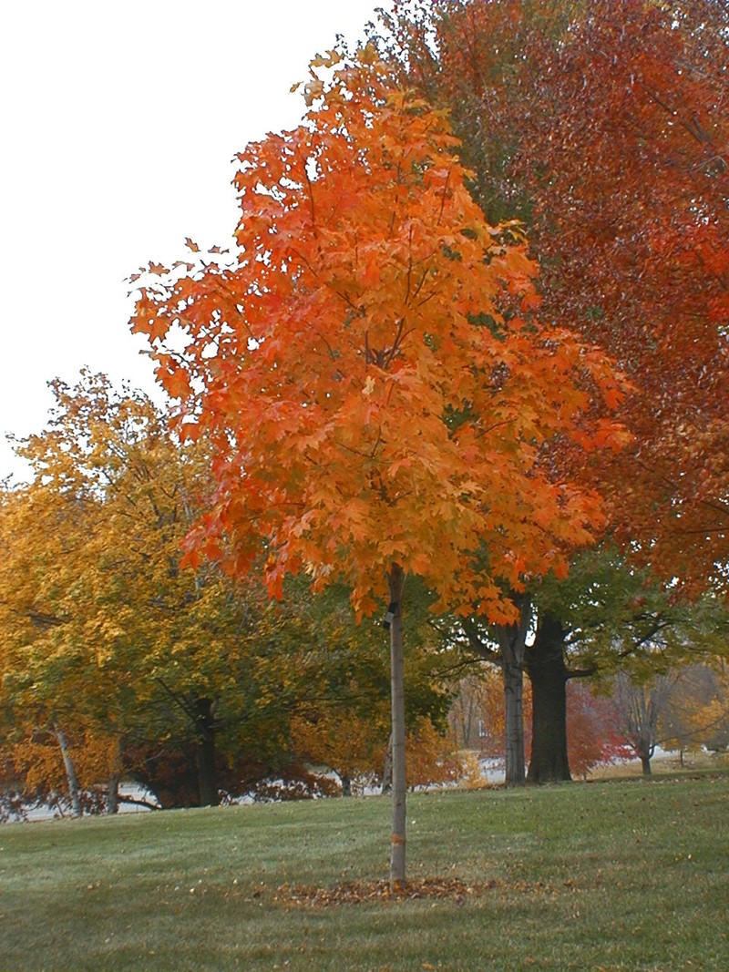 Fall Fiesta Sugar Maple